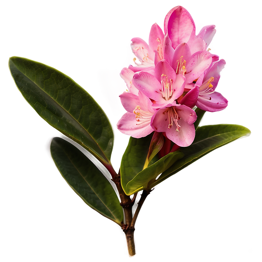 West Virginia State Flower Rhododendron Png Jwa PNG image