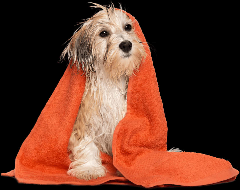 Wet Dogin Orange Towel PNG image