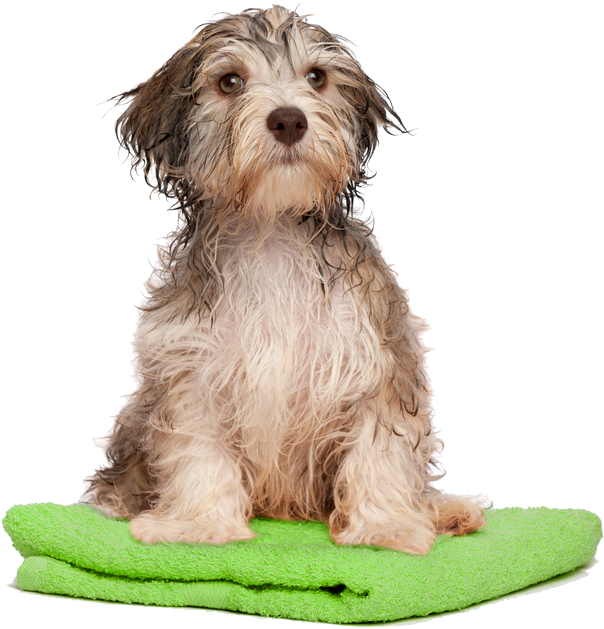 Wet Dogon Green Towel PNG image