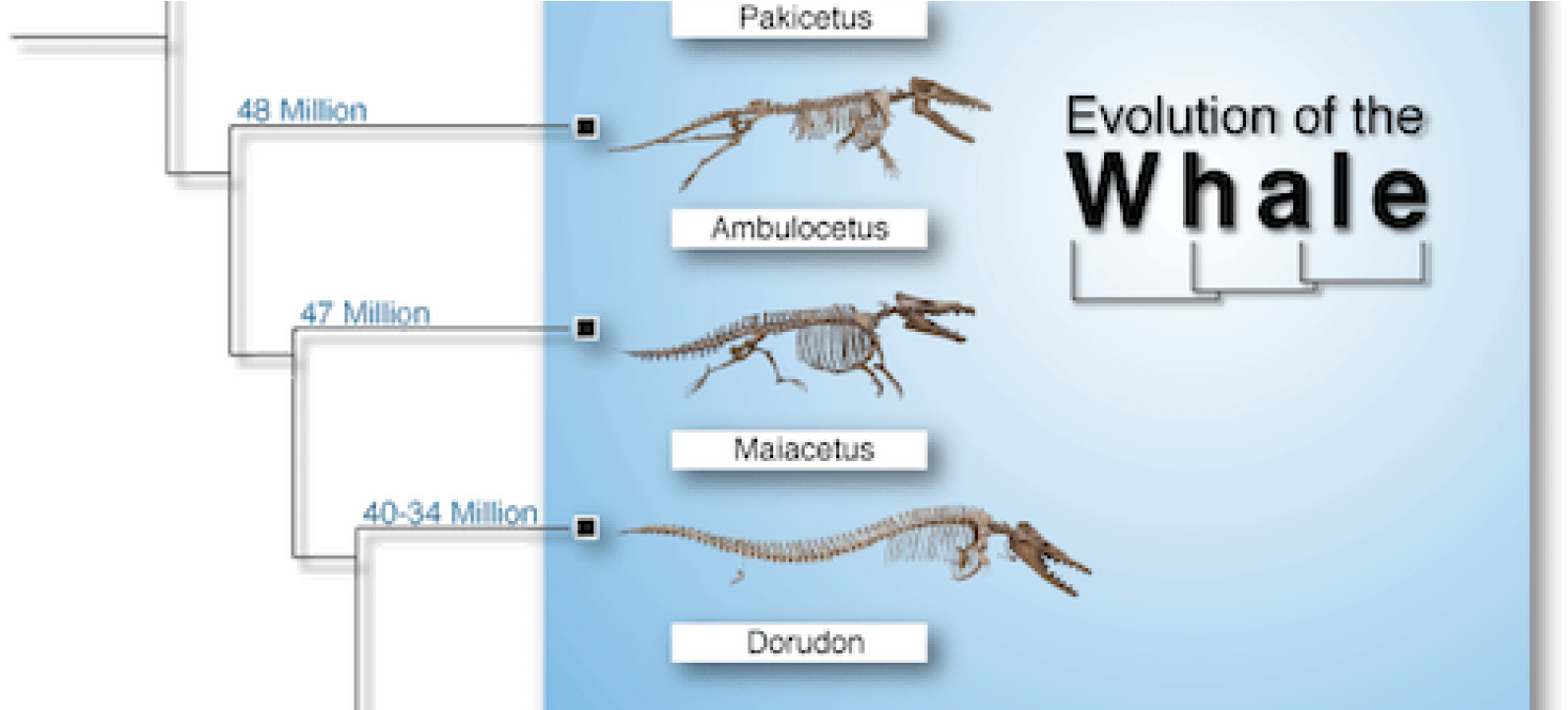 Whale Evolution Chart PNG image
