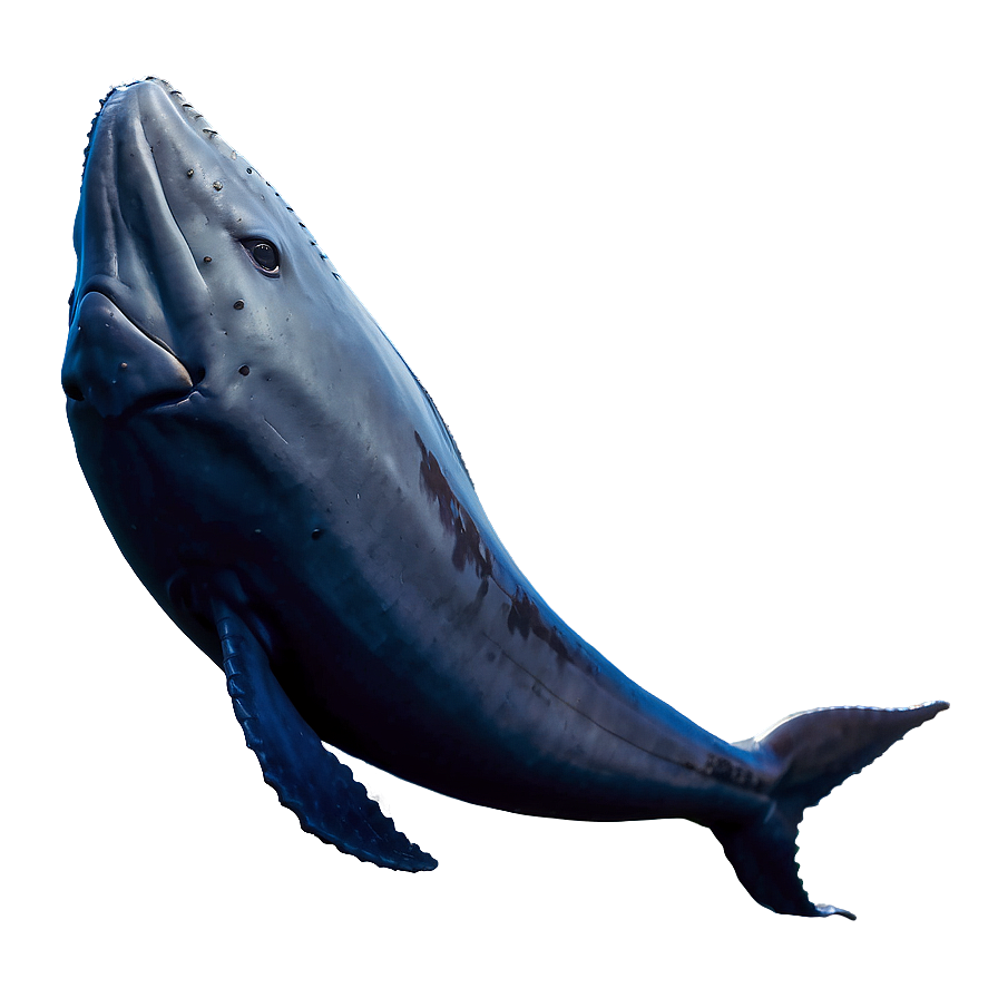 Whale Fish Png Hpo PNG image