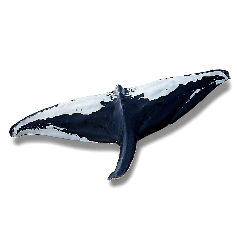 Whale Tail Png 27 PNG image