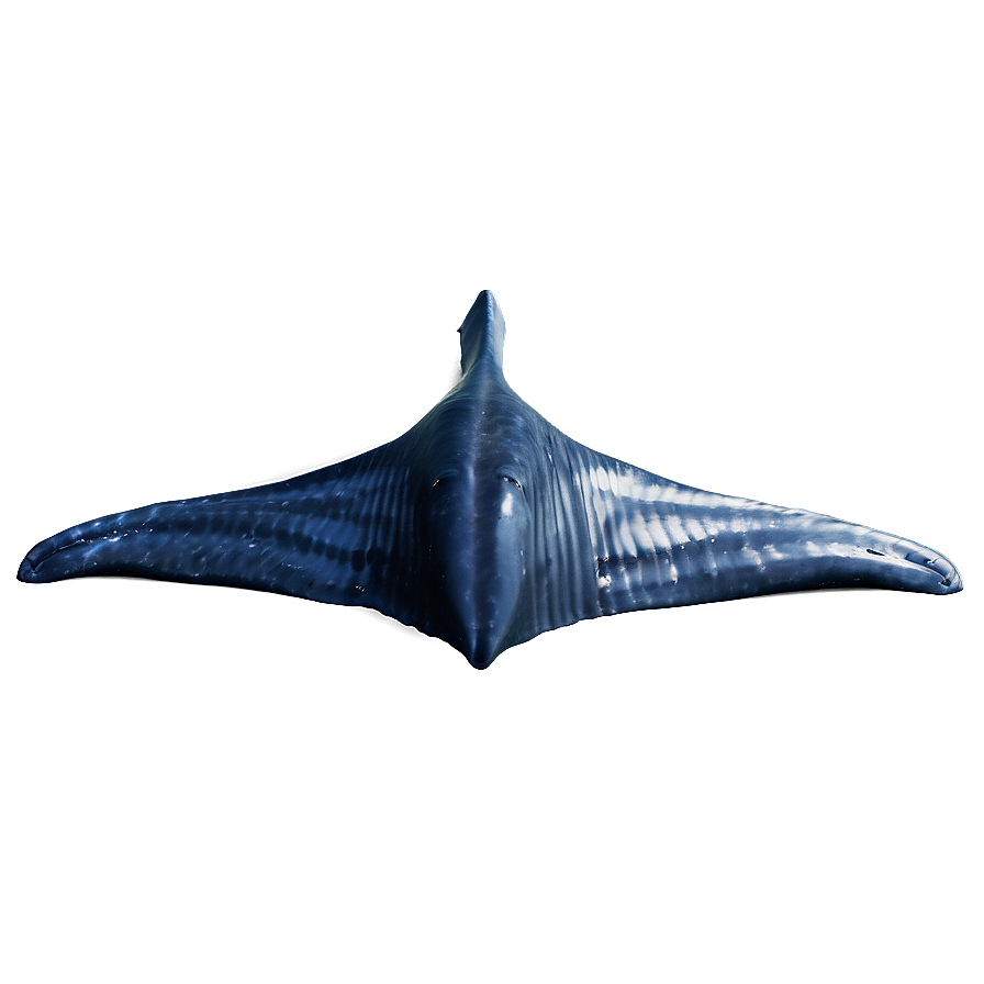 Whale Tail Png 7 PNG image