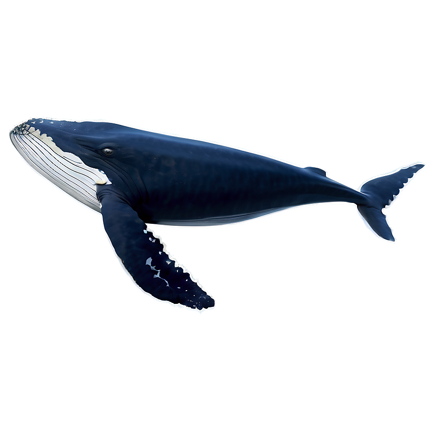 Whale Tail Png Mnu14 PNG image