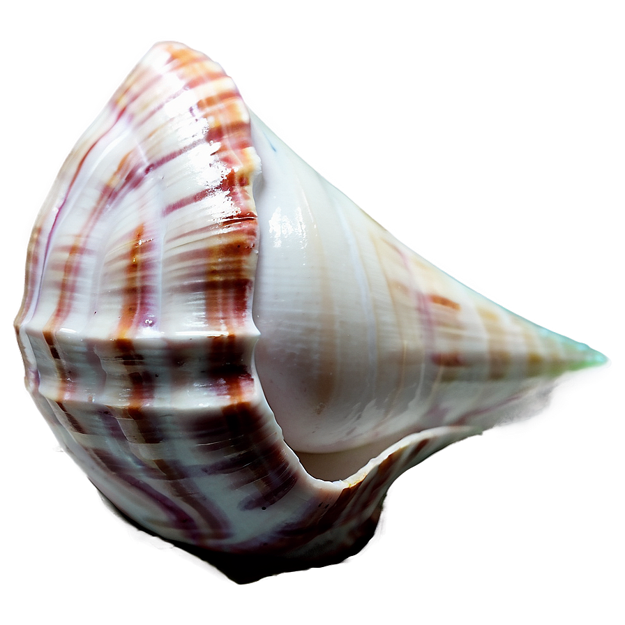 Whispering Conch Shell Png 59 PNG image