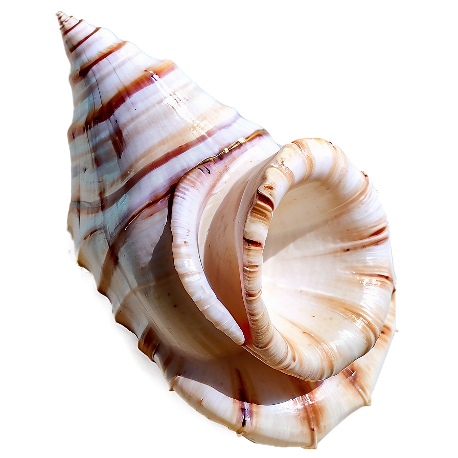 Whispering Conch Shell Png Sck PNG image