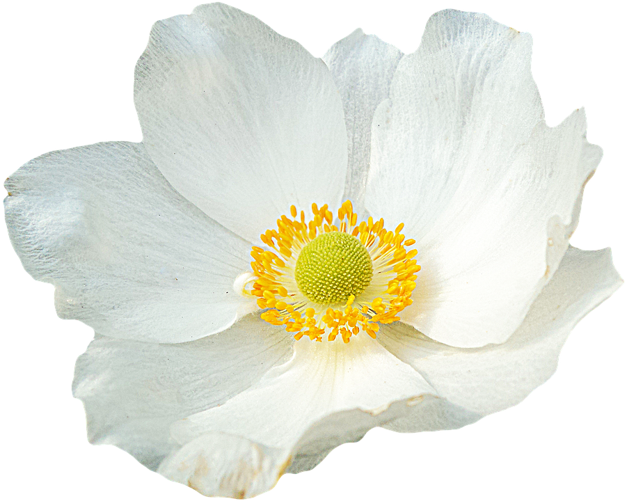 White Anemone Flower Transparent Background PNG image