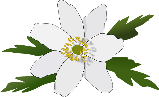 White Anemone Vector Illustration PNG image