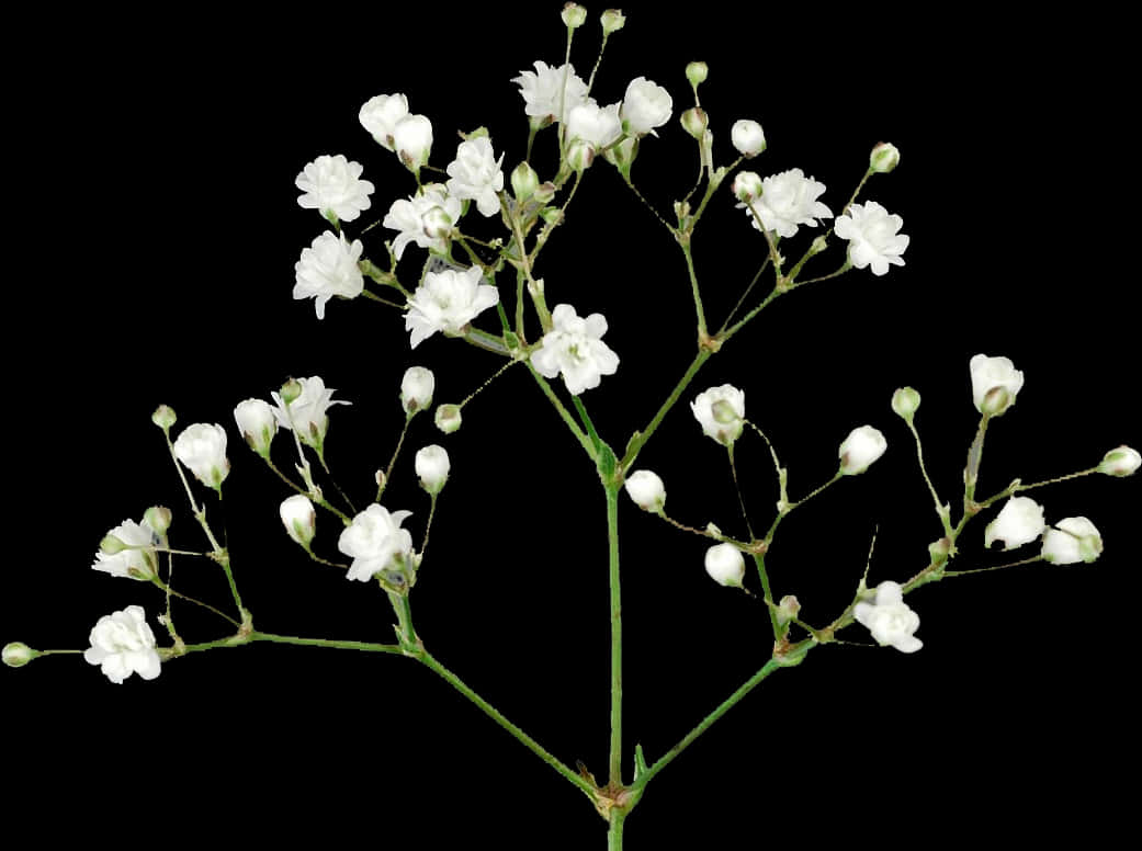 White Baby's Breath Flowers Black Background PNG image