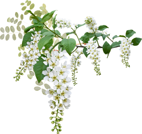 White Blossoming Branches.png PNG image