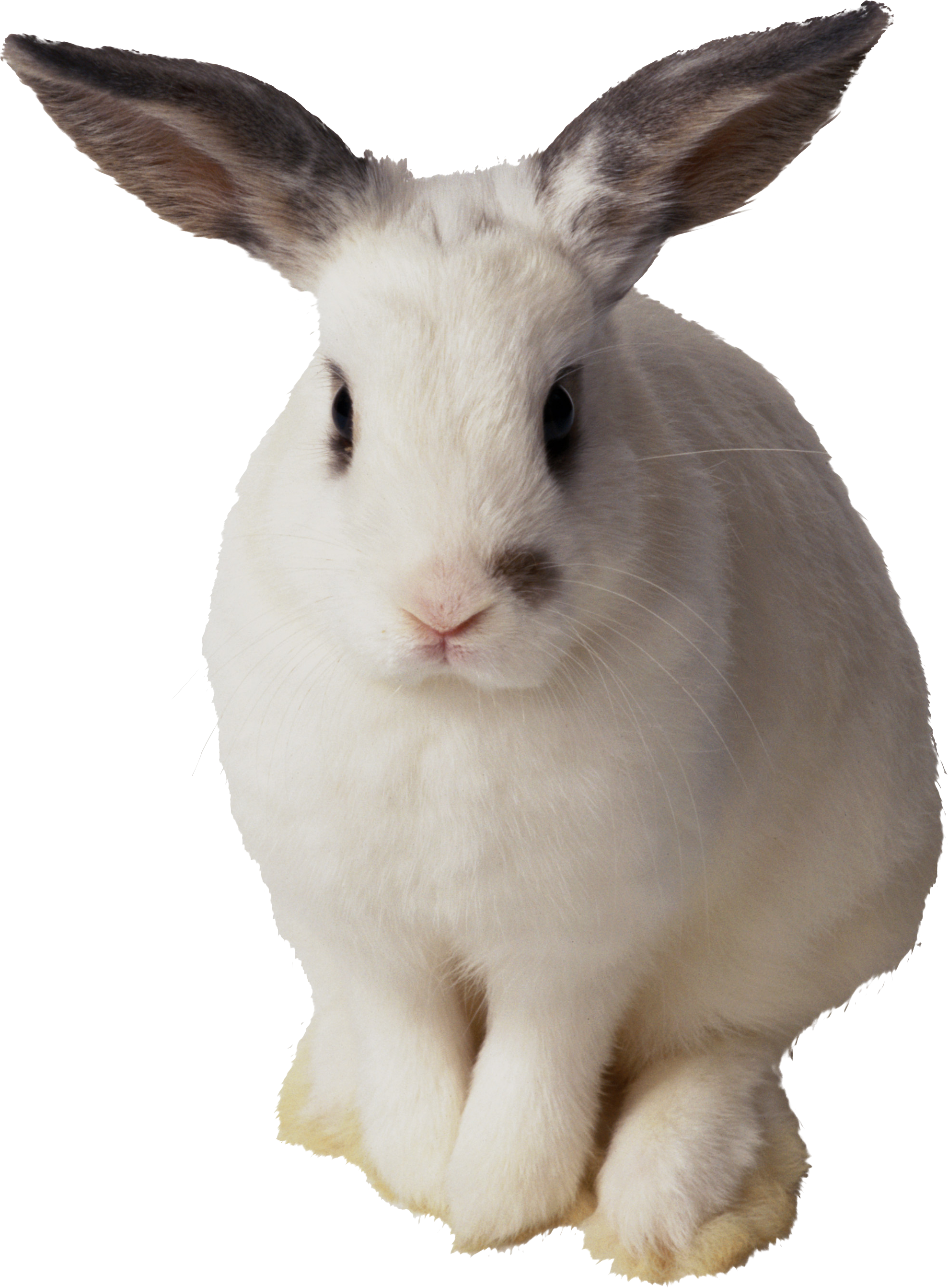 White Brown Eared Rabbit PNG image