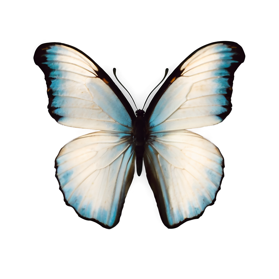 White Butterfly Isolated Png Nnw68 PNG image