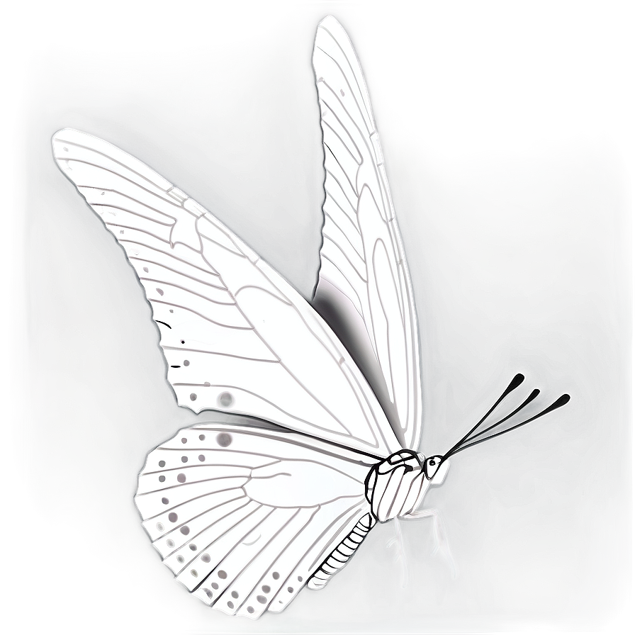 White Butterfly Side View Png Jkx93 PNG image