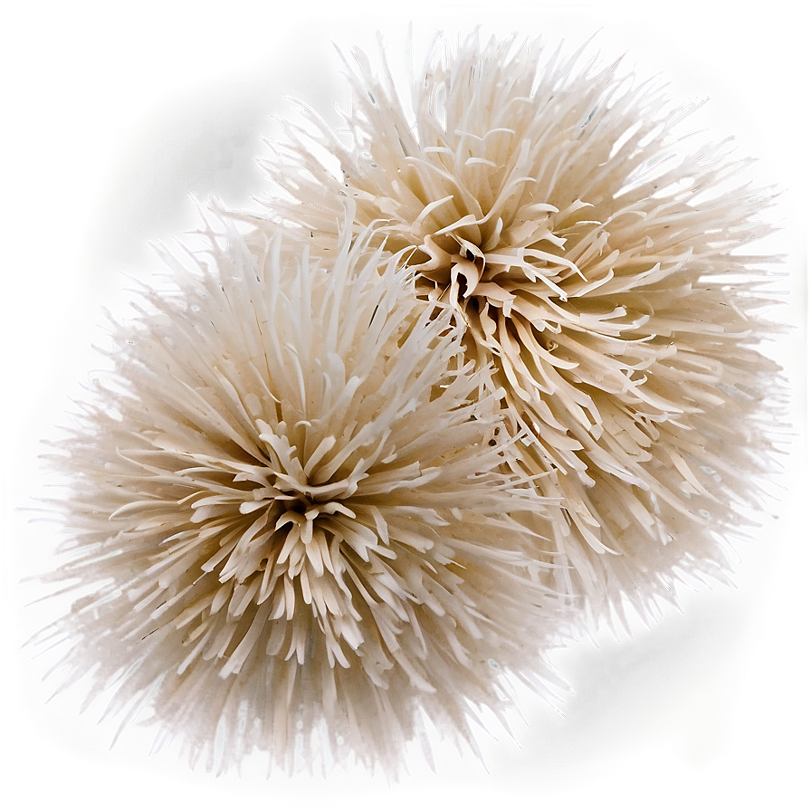 White Cheer Pom Poms Png 72 PNG image