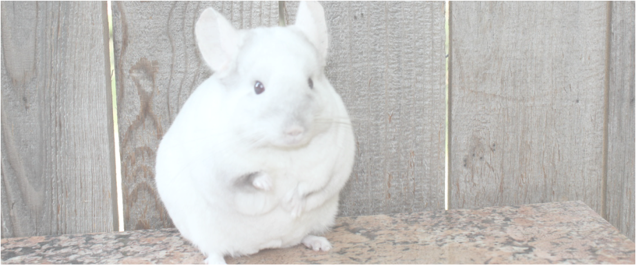White Chinchilla Wooden Backdrop PNG image