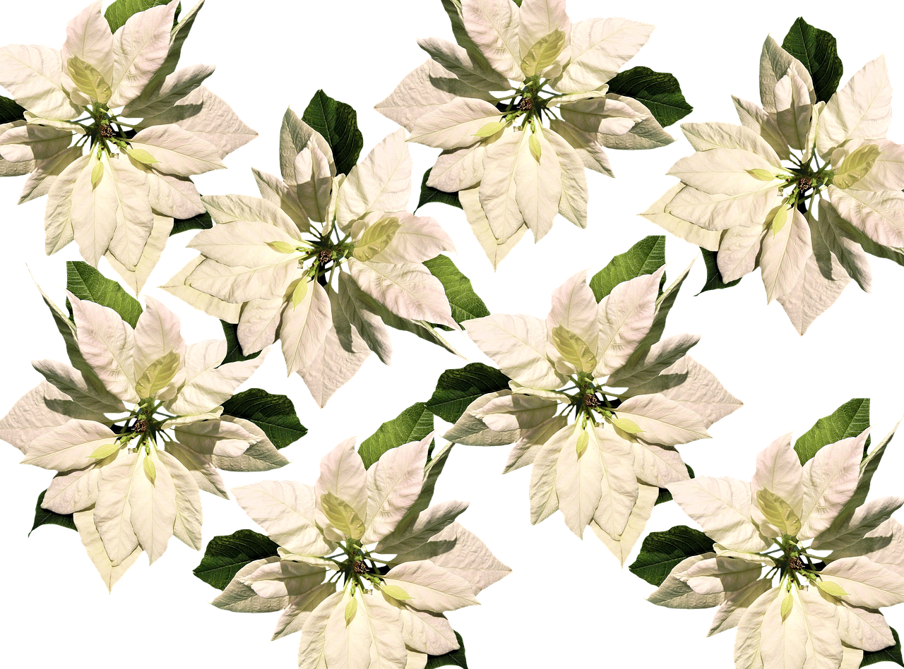 White Christmas Poinsettia Pattern PNG image