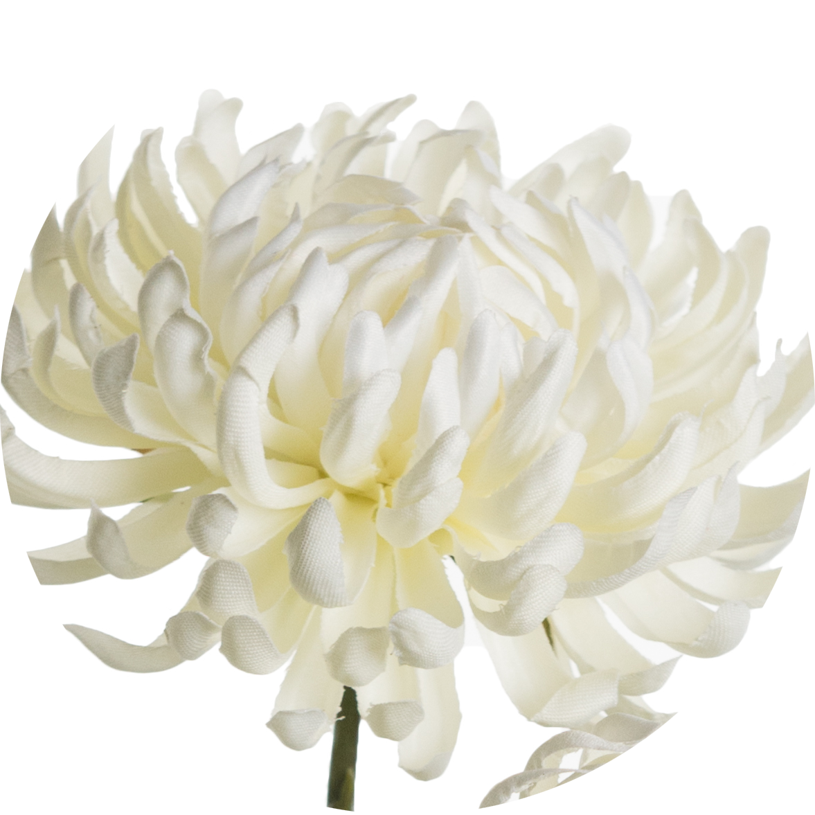 White Chrysanthemum Flower Closeup PNG image