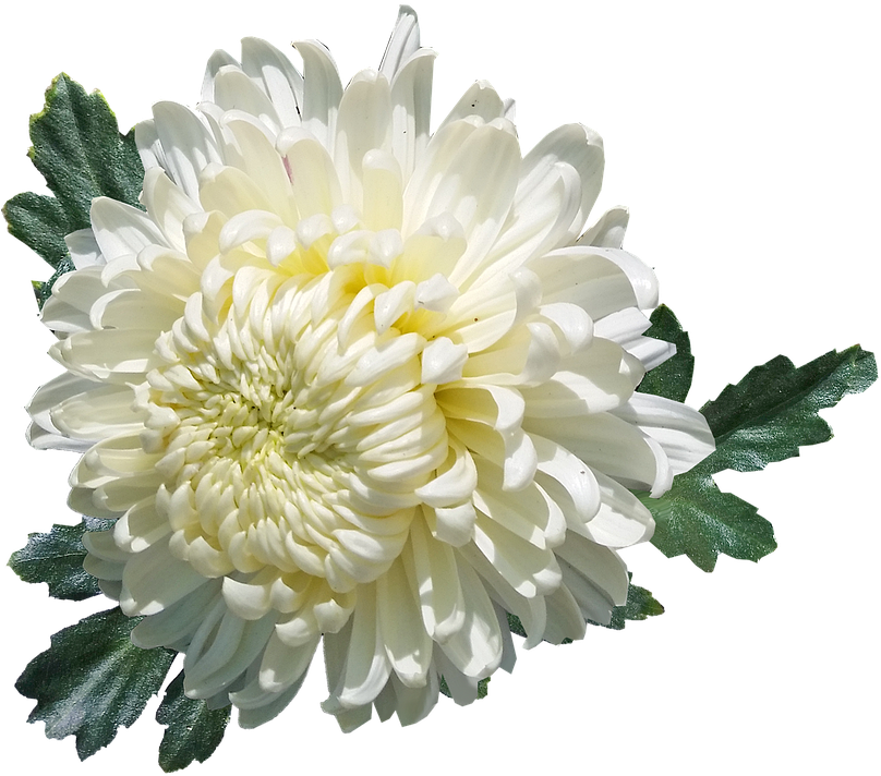 White Chrysanthemum Flower Isolated PNG image