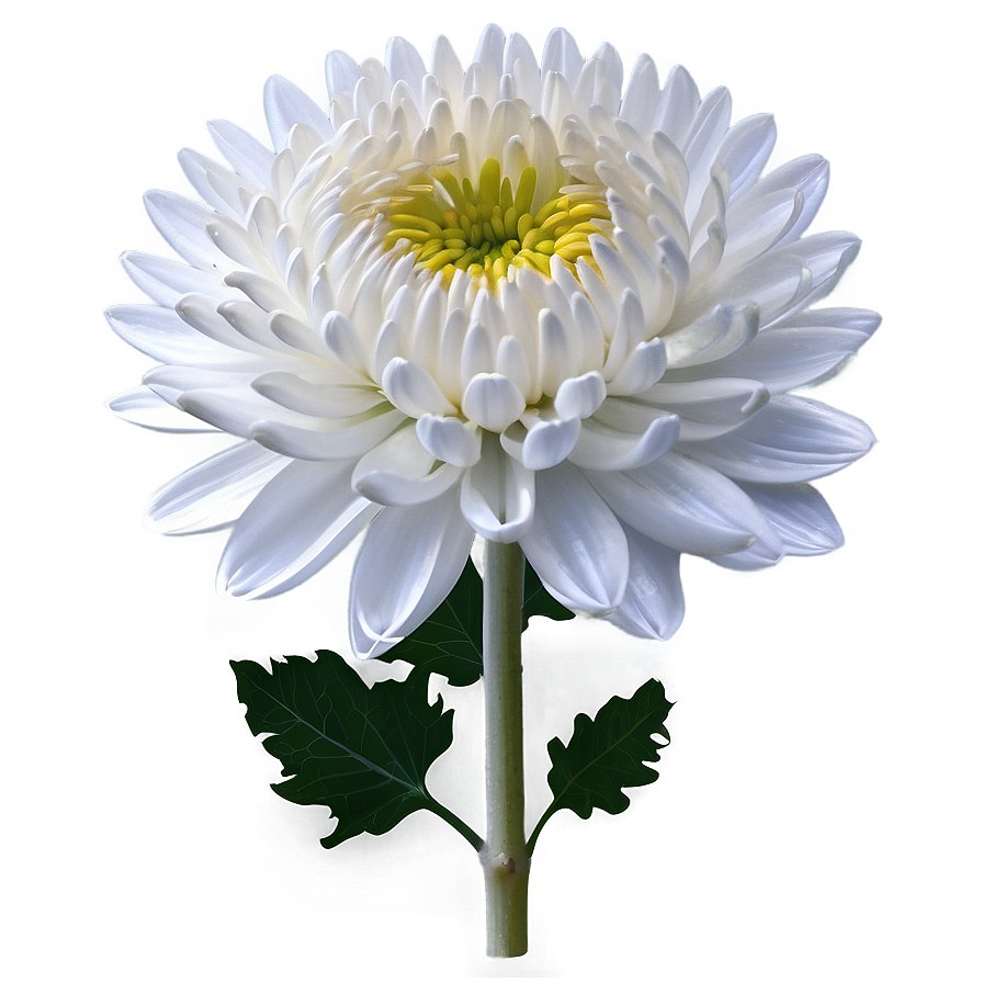 White Chrysanthemum Flower Png 51 PNG image