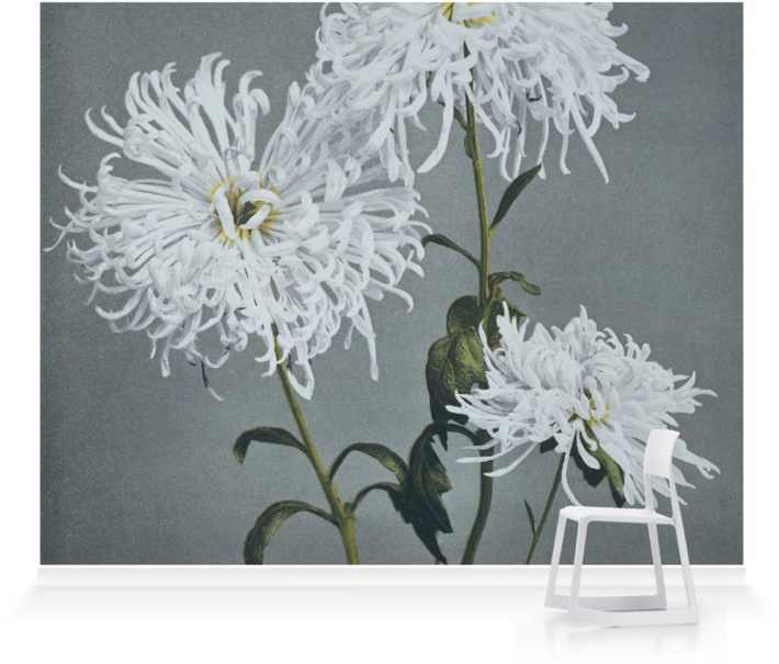 White Chrysanthemums Artistic Display PNG image