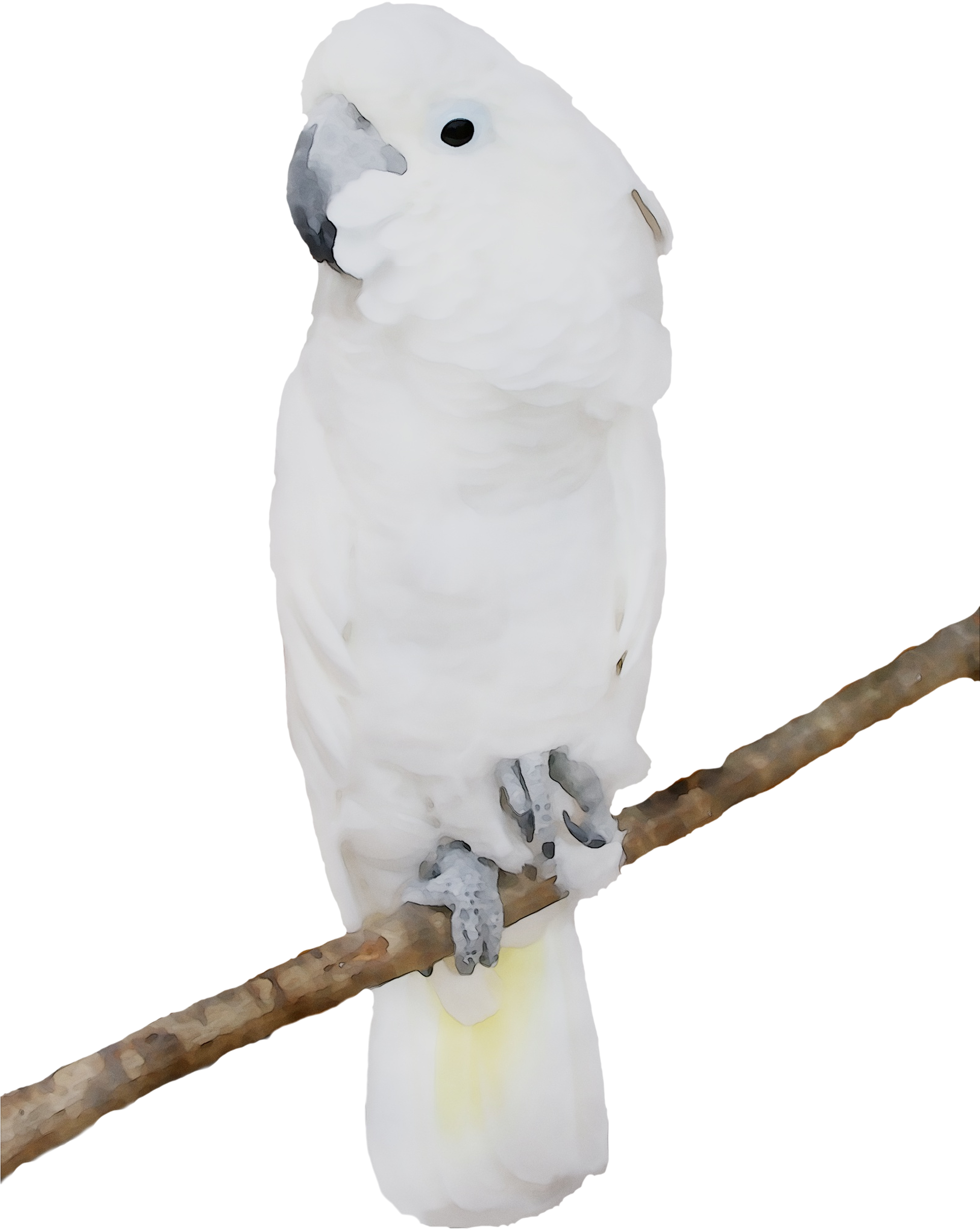 White Cockatoo Perched PNG image