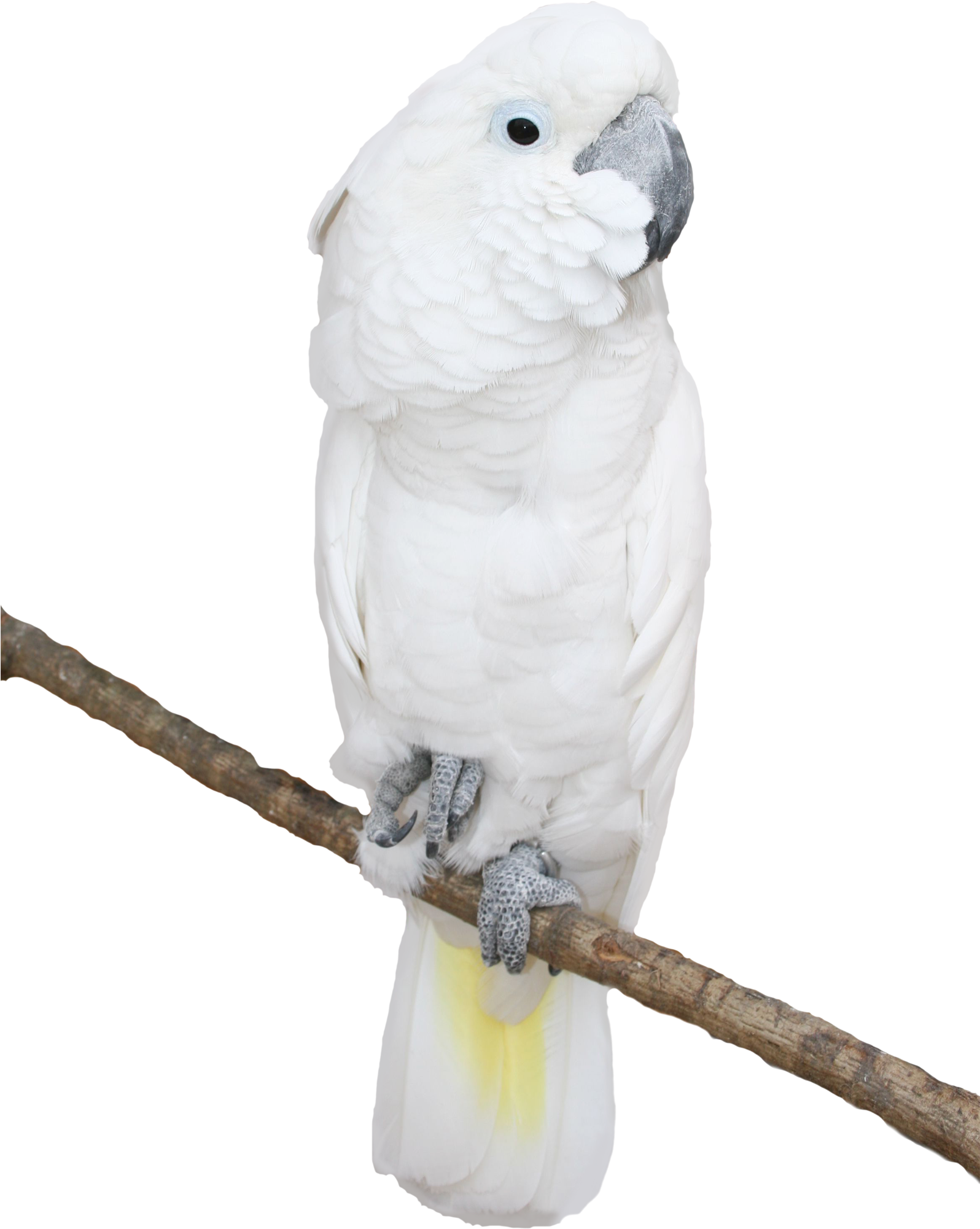 White Cockatoo Perchedon Branch PNG image