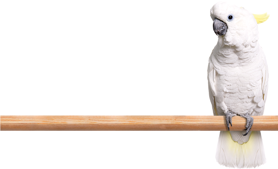 White Cockatoo Perchedon Wooden Stick PNG image
