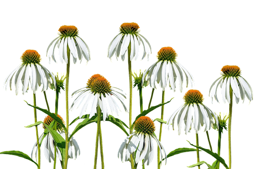 White Coneflowers Black Background PNG image