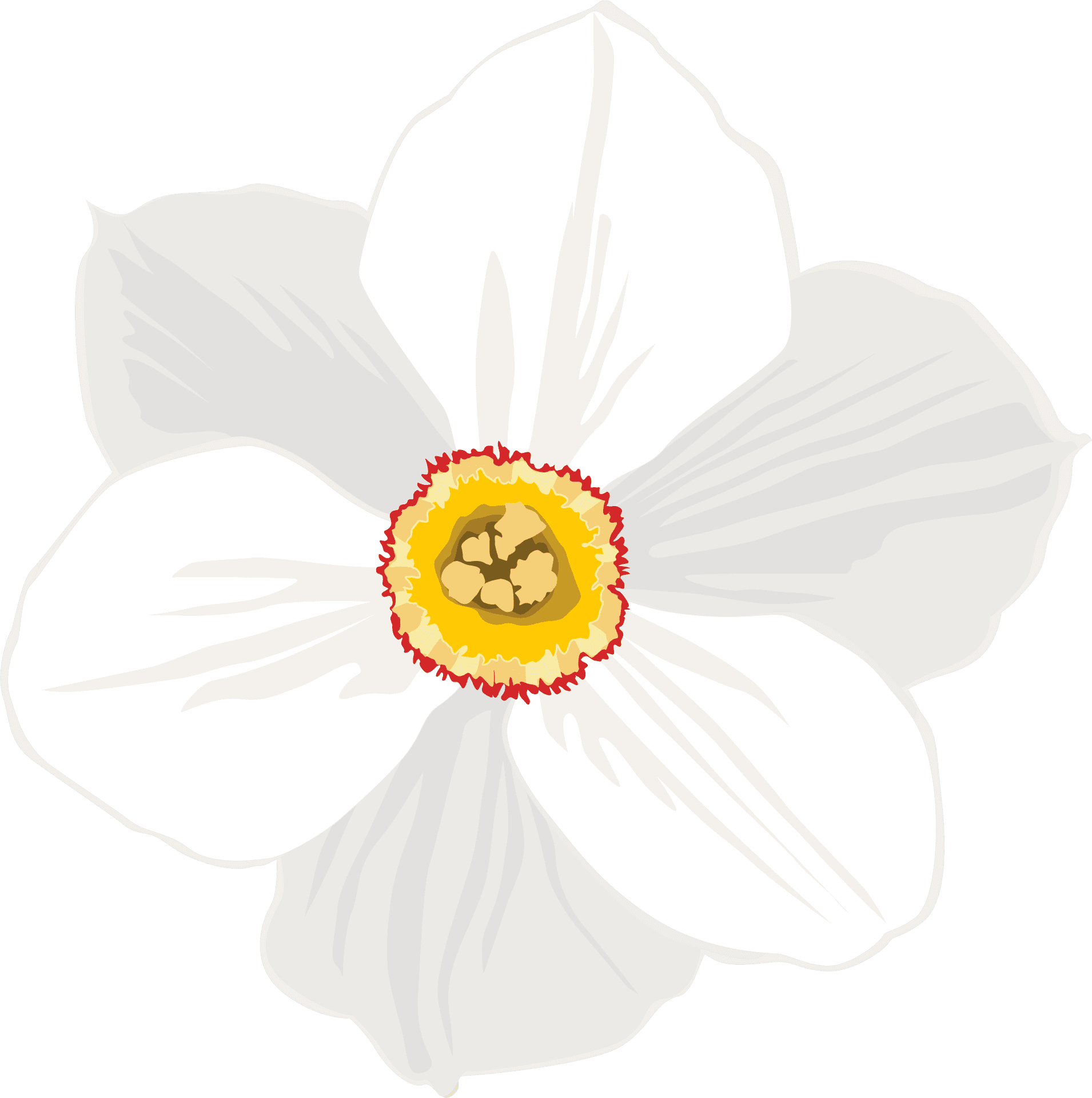 White Daffodil Illustration PNG image