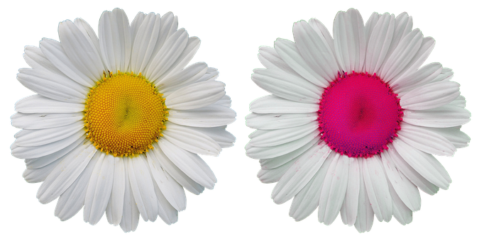 White Daisies Black Background PNG image