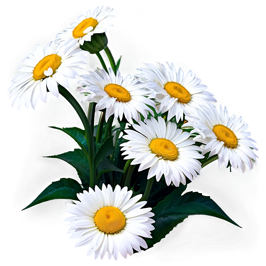 White Daisies Flowers Png God PNG image