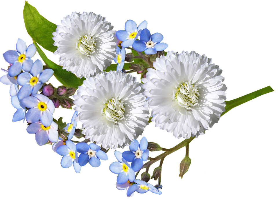White Daisiesand Forget Me Nots PNG image