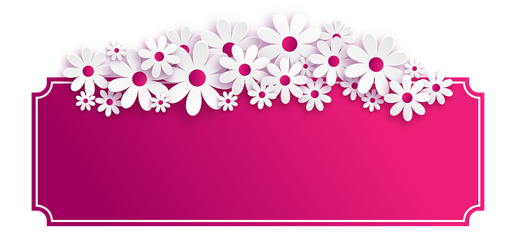 White Daisy Borderon Pink Background PNG image