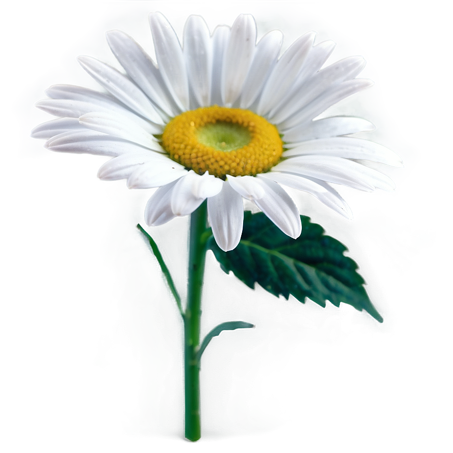 White Daisy Flower Png 35 PNG image