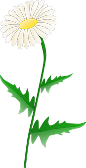 White Daisy Graphic PNG image
