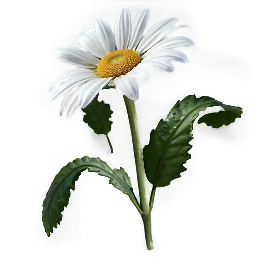White Daisy Png Emx97 PNG image