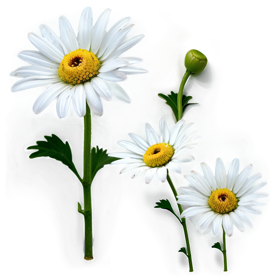 White Daisy Png Ura PNG image
