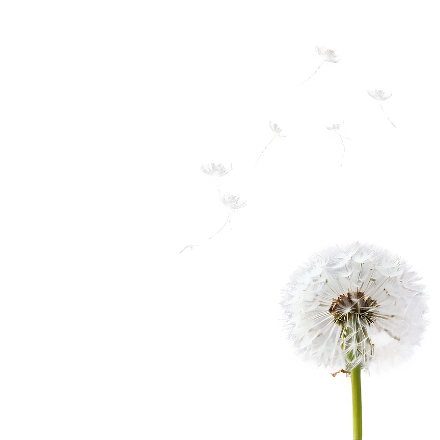 White Dandelion Png 06292024 PNG image