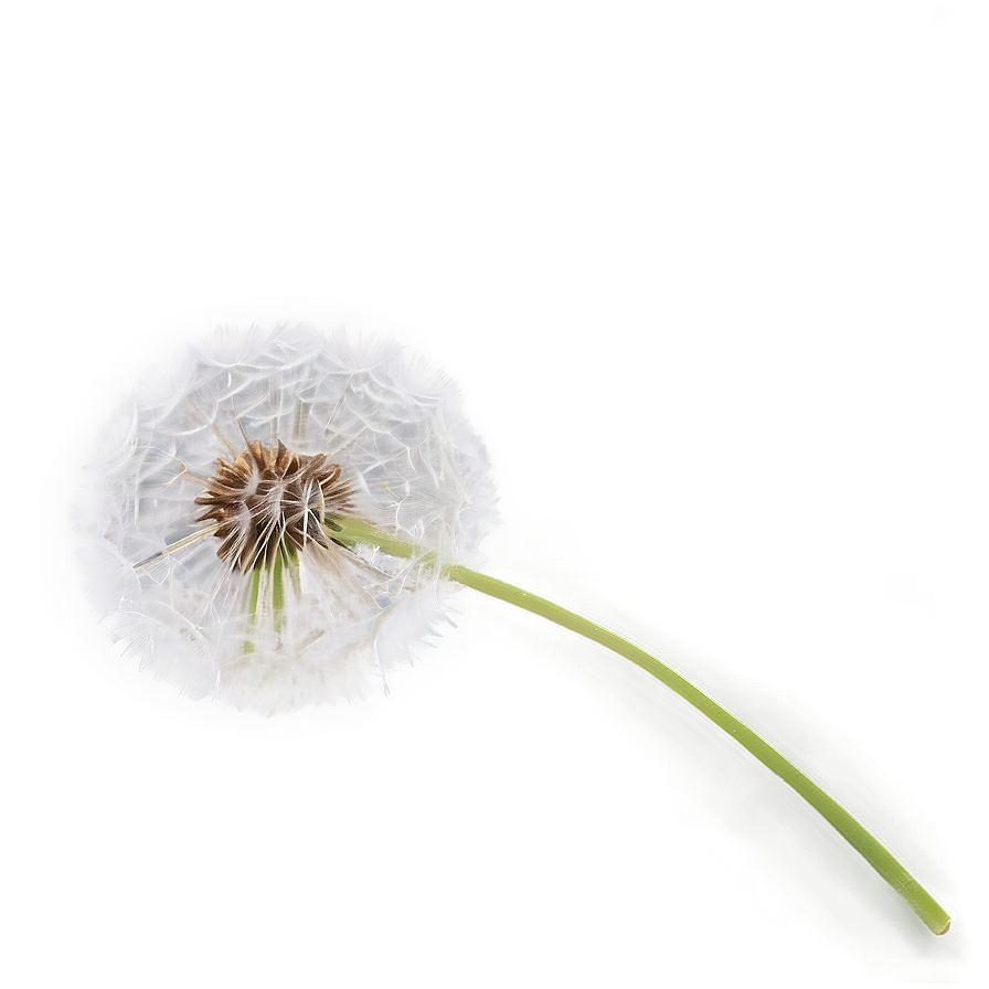 White Dandelion Png 86 PNG image