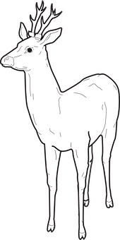 White Deer Illustration PNG image