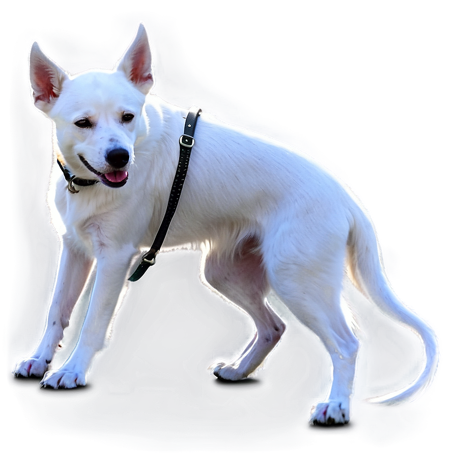 White Dog On Leash Png Hyg PNG image