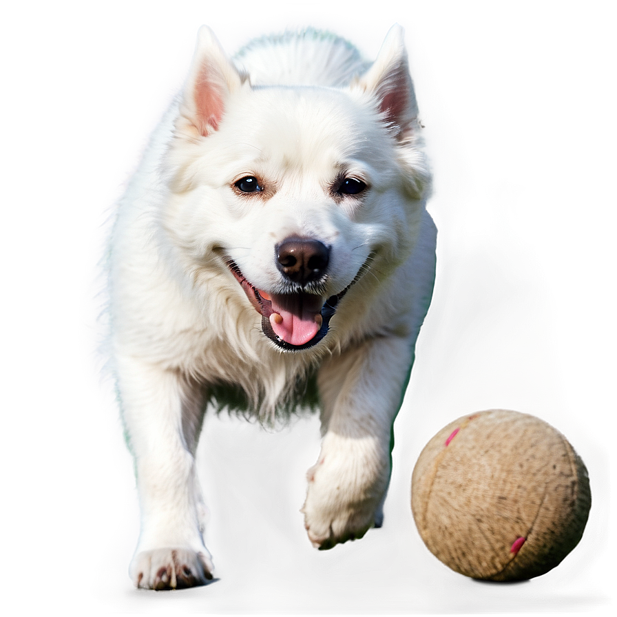 White Dog With Ball Png 81 PNG image