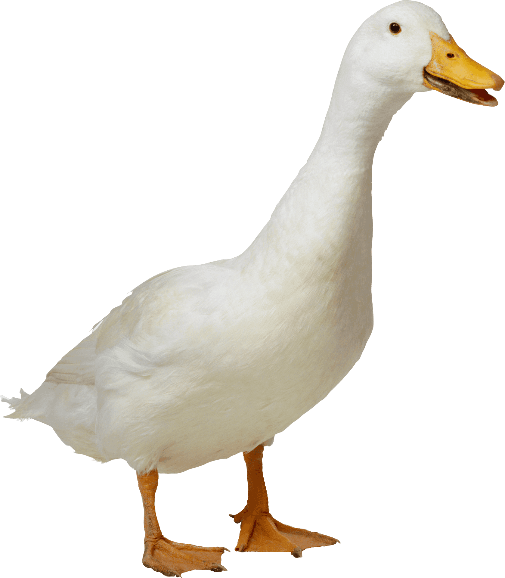 White Domestic Goose Standing PNG image