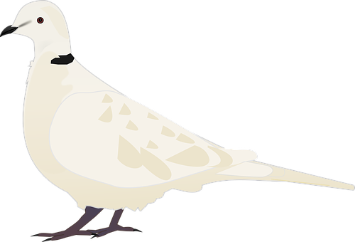 White Dove Illustration PNG image