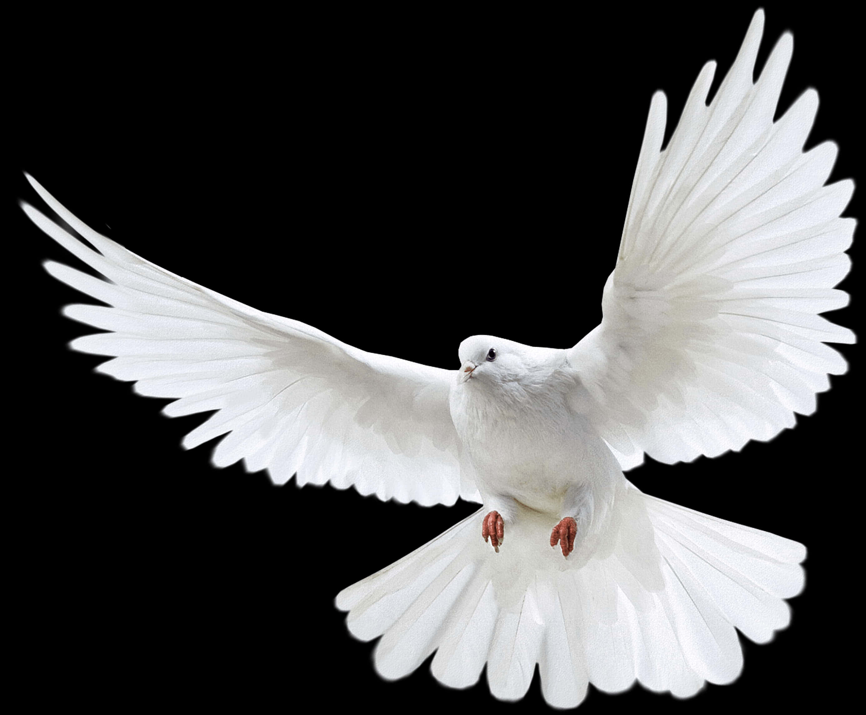 White Dove In Flight PNG image