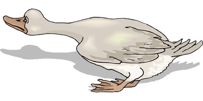 White Duck Illustration PNG image