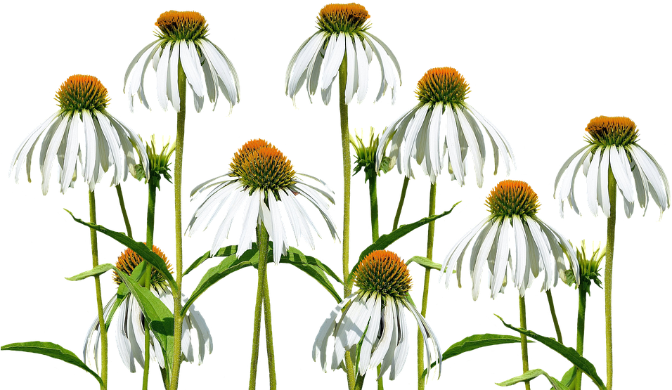 White Echinacea Flowers Transparent Background PNG image