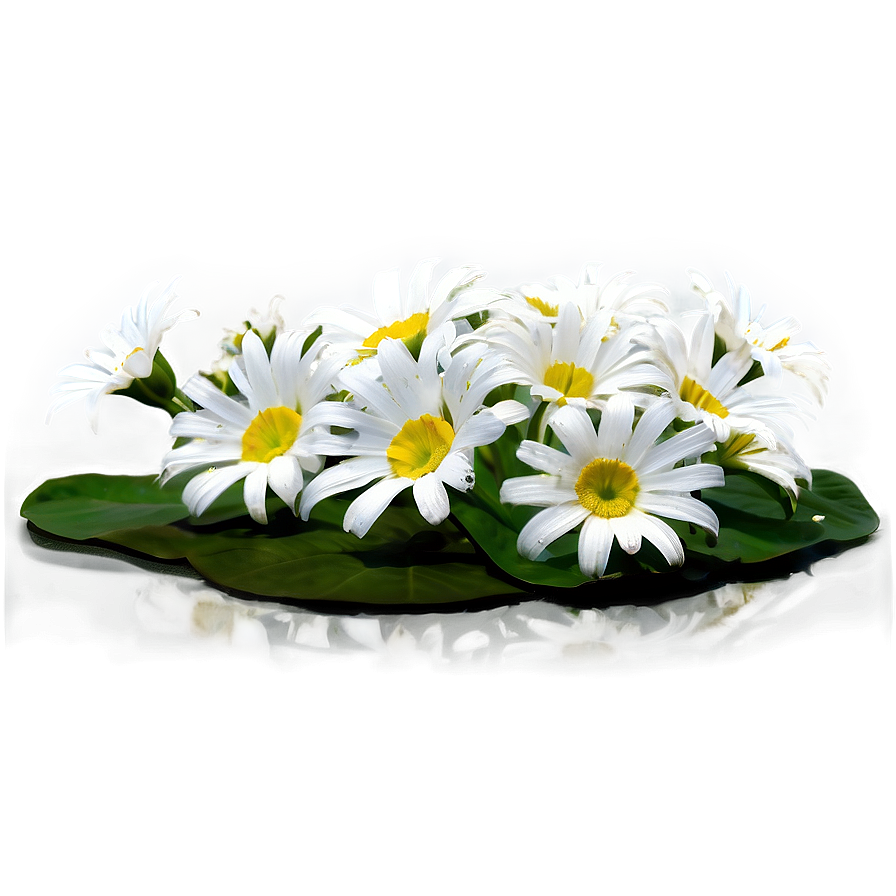 White Flower Theme Png 98 PNG image