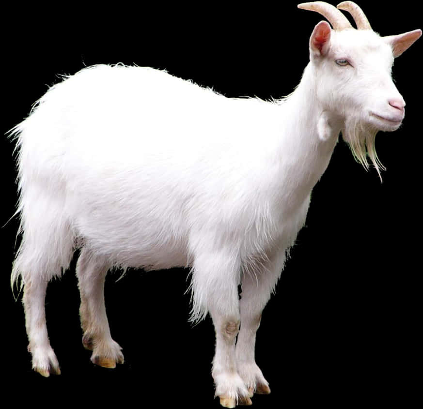 White Goat Black Background PNG image