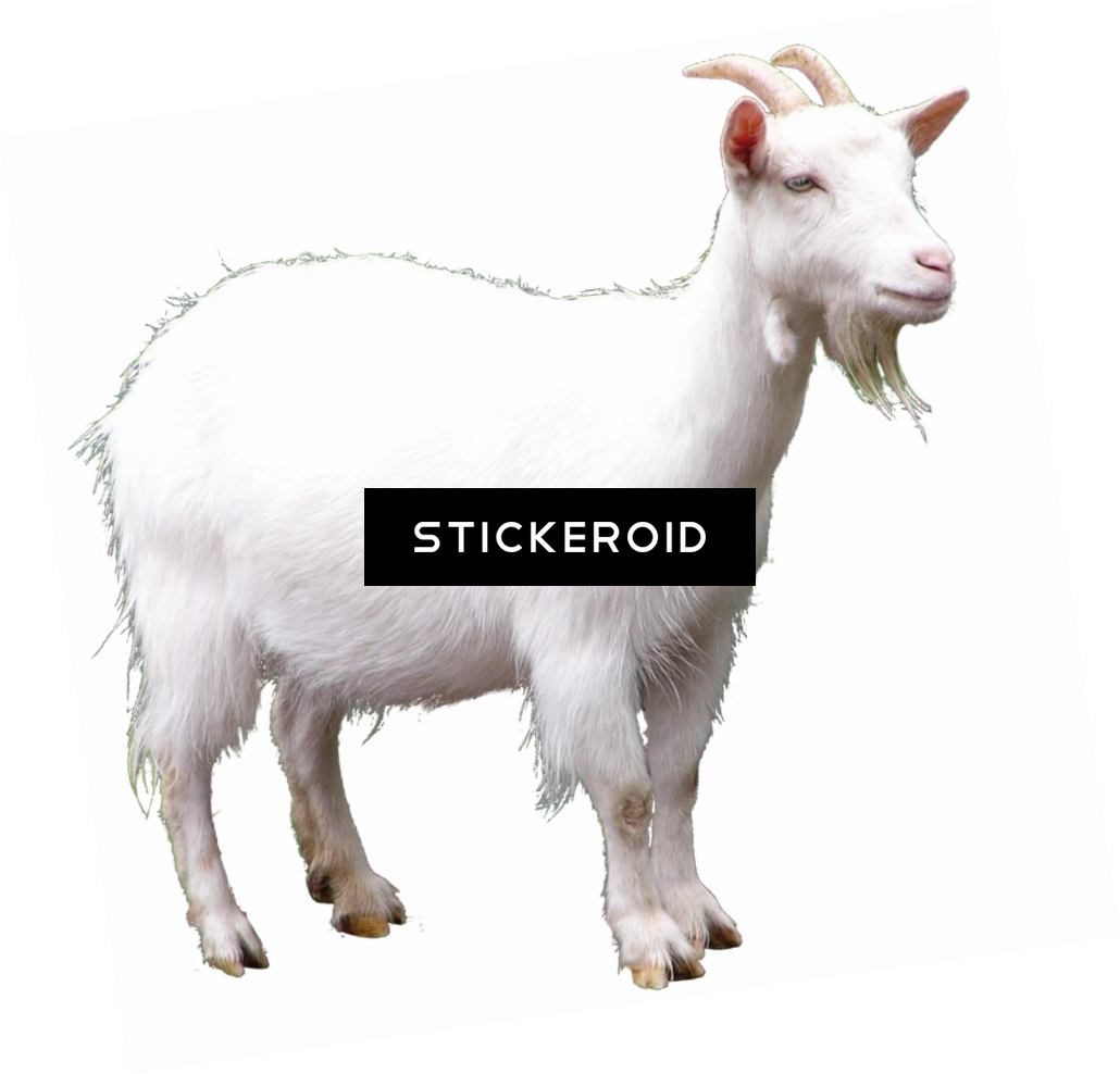 White Goat Black Background PNG image